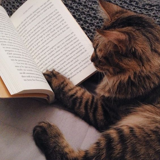 Cat reading a book